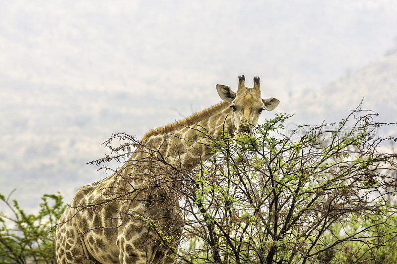 南非长颈鹿(长颈鹿camelopardalis giraffe)